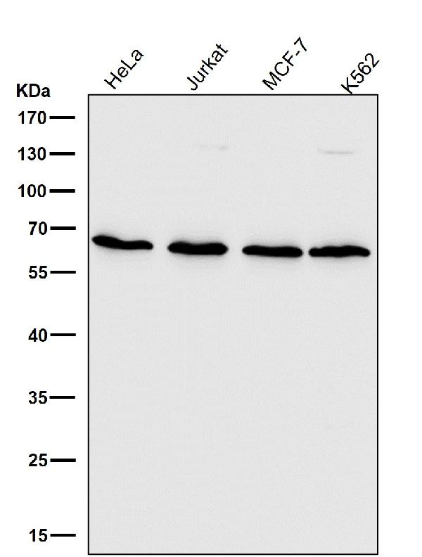 1 - Anti-Cdc25B Rabbit Monoclonal Antibody ABO13854