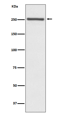 1 - Anti-NOTCH4 Rabbit Monoclonal Antibody ABO13855