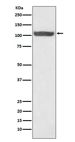 1 - Anti-Hsp105 Rabbit Monoclonal Antibody ABO13856