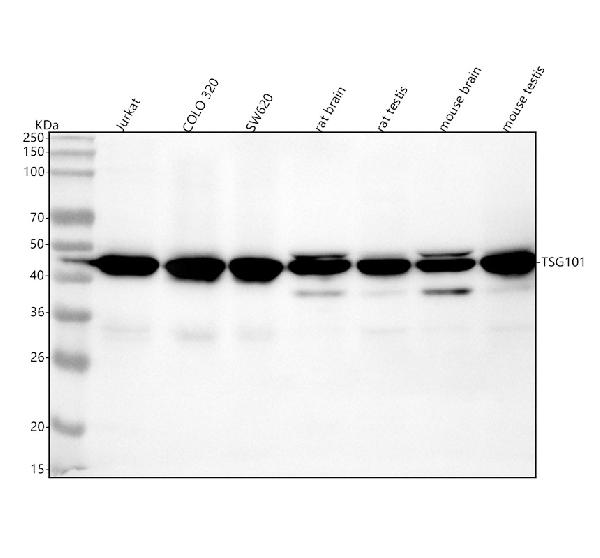 1 - Anti-TSG101 Rabbit Monoclonal Antibody ABO13857