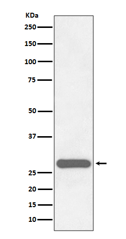 1 - Anti-CITED2 Rabbit Monoclonal Antibody ABO13858
