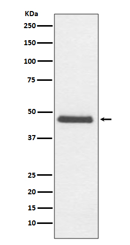 1 - Anti-CNPase Rabbit Monoclonal Antibody ABO13865
