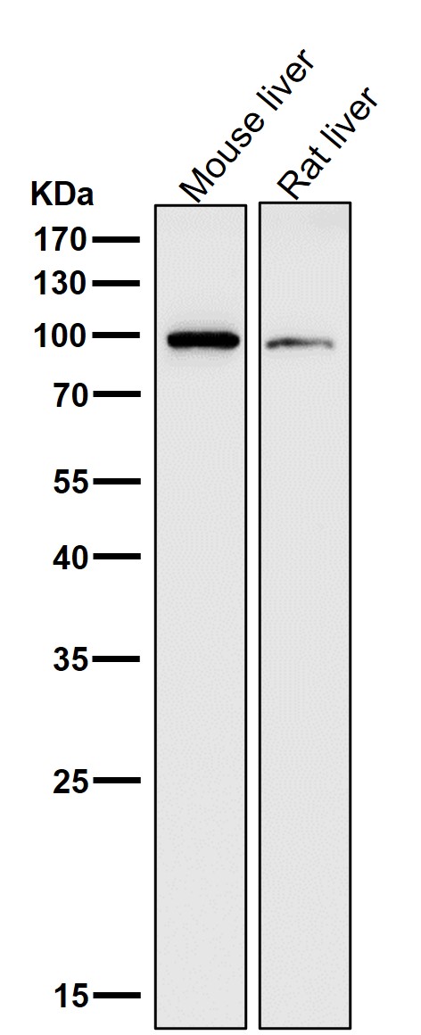 1 - Anti-ADAM17/Tace Rabbit Monoclonal Antibody ABO13866