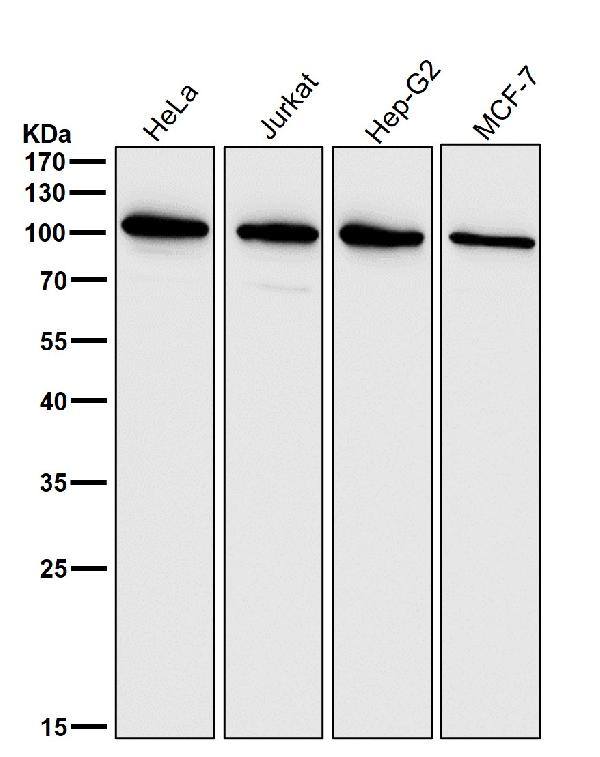 1 - Anti-ADAM17/Tace Rabbit Monoclonal Antibody ABO13866