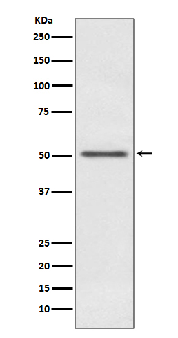 1 - Anti-MINA53 Rabbit Monoclonal Antibody ABO13867