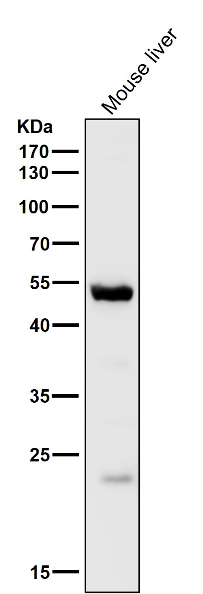 1 - Anti-MINA53 Rabbit Monoclonal Antibody ABO13867