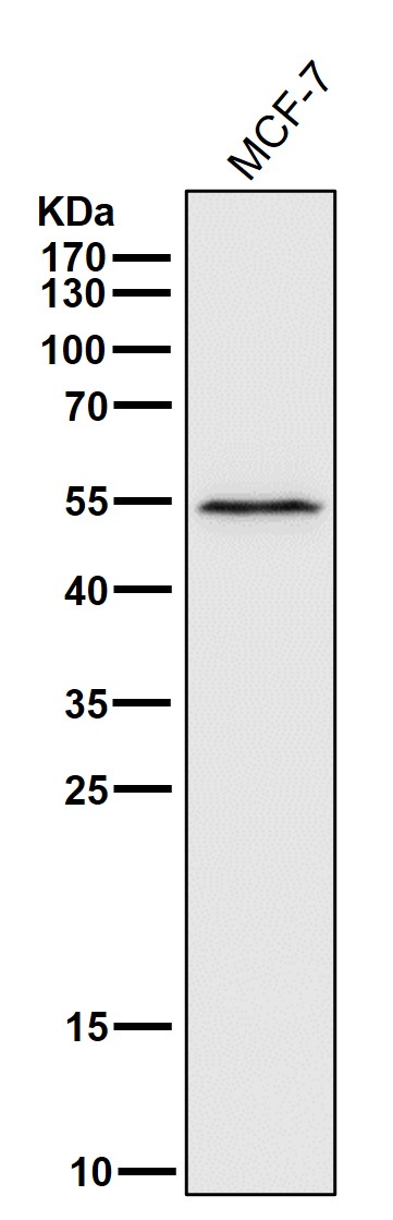 1 - Anti-MINA53 Rabbit Monoclonal Antibody ABO13867