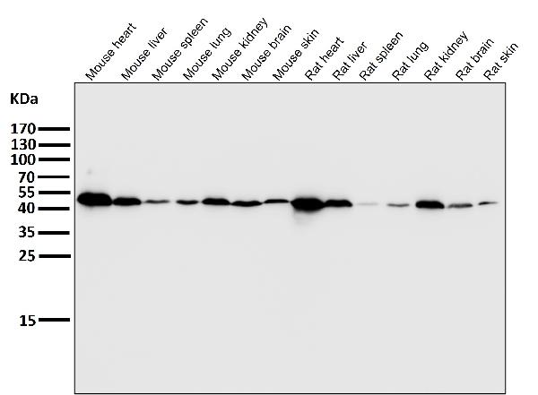1 - Anti-ATP5A1/Atp5A Rabbit Monoclonal Antibody ABO13871