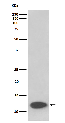 1 - Anti-FKBP12 Rabbit Monoclonal Antibody ABO13872