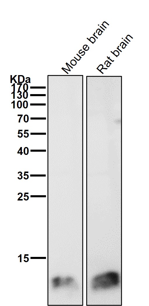 1 - Anti-FKBP12 Rabbit Monoclonal Antibody ABO13872