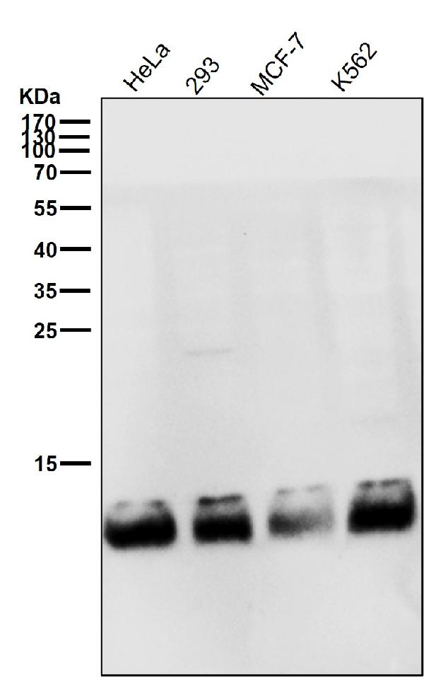 1 - Anti-FKBP12 Rabbit Monoclonal Antibody ABO13872