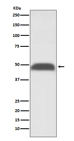 1 - Anti-PABPN1 Rabbit Monoclonal Antibody ABO13874