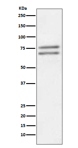 1 - Anti-ADAM10 Rabbit Monoclonal Antibody ABO13875