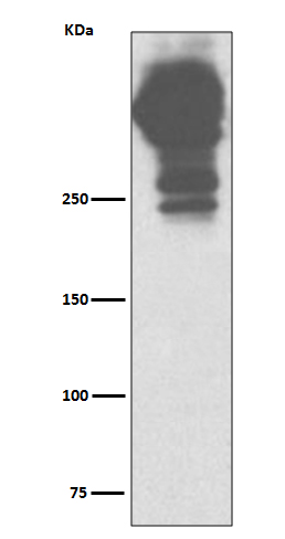 1 - Anti-MUC5AC/Mucin 5Ac Rabbit Monoclonal Antibody ABO13876