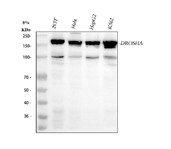 1 - Anti-Drosha Rabbit Monoclonal Antibody ABO13877
