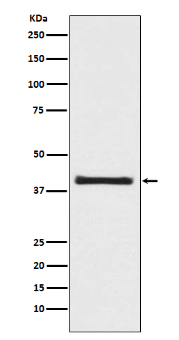 1 - Anti-PRAS40 AKT1S1 Rabbit Monoclonal Antibody ABO13879