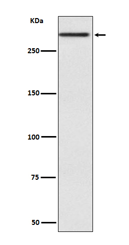1 - Anti-Cubilin CUBN Rabbit Monoclonal Antibody ABO13881