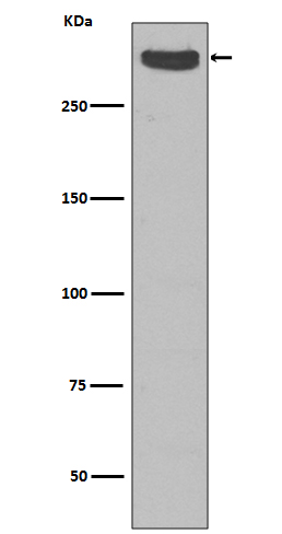 1 - Anti-Cubilin CUBN Rabbit Monoclonal Antibody ABO13882