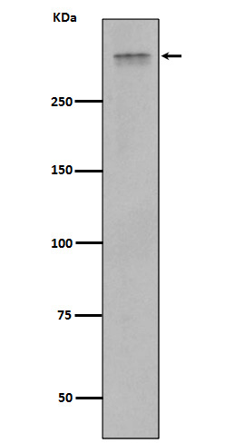 1 - Anti-Plectin Rabbit Monoclonal Antibody ABO13883