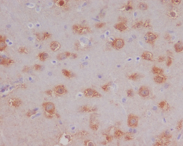 2 - Anti-HSPA12A Rabbit Monoclonal Antibody ABO13886