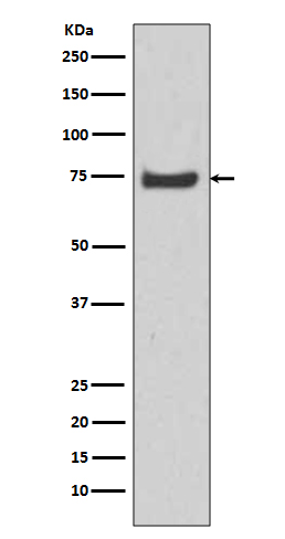 1 - Anti-HSPA12A Rabbit Monoclonal Antibody ABO13886