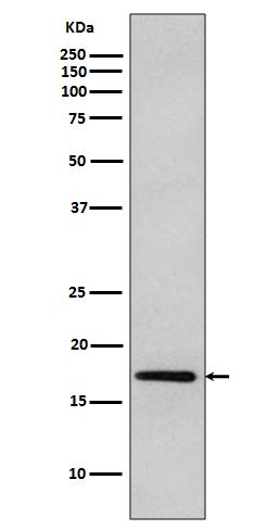 1 - Anti-DNAJC15 Rabbit Monoclonal Antibody ABO13887