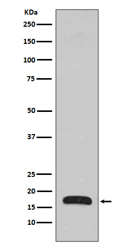 1 - Anti-p16 ARC ARPC5 Rabbit Monoclonal Antibody ABO13888