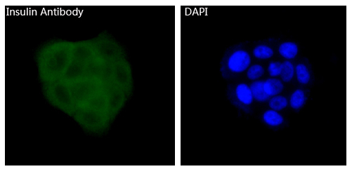 3 - Anti-Insulin Rabbit Monoclonal Antibody ABO13890