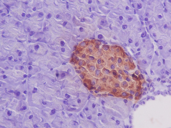 2 - Anti-Insulin Rabbit Monoclonal Antibody ABO13890