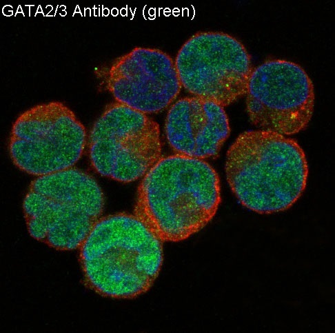 3 - Anti-GATA2/3 Rabbit Monoclonal Antibody ABO13891