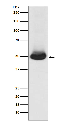 1 - Anti-GATA2/3 Rabbit Monoclonal Antibody ABO13891