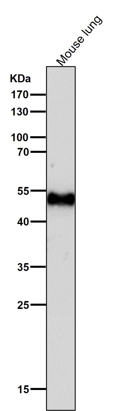 1 - Anti-GATA2/3 Rabbit Monoclonal Antibody ABO13891