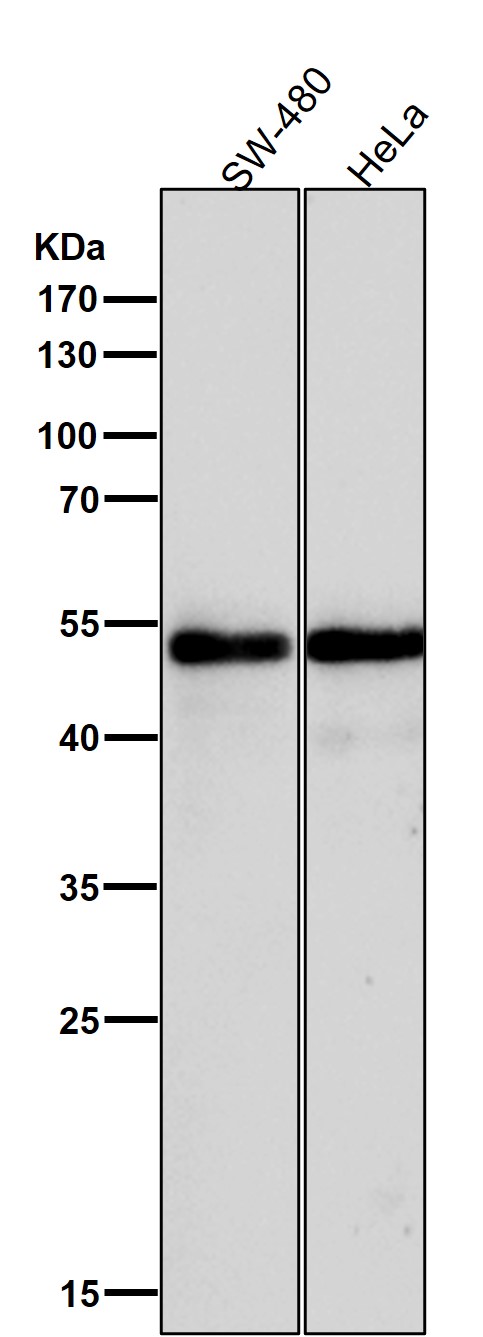 1 - Anti-GATA2/3 Rabbit Monoclonal Antibody ABO13891