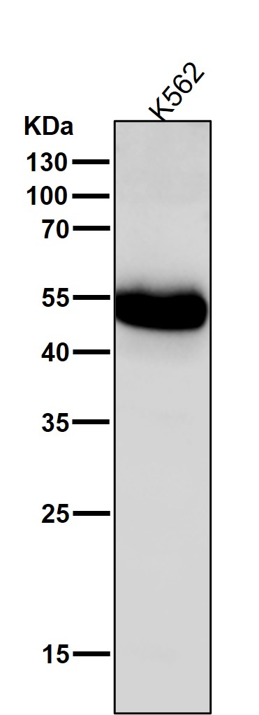 1 - Anti-GATA2/3 Rabbit Monoclonal Antibody ABO13891