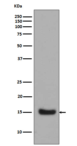 1 - Anti-Midkine MDK Rabbit Monoclonal Antibody ABO13892