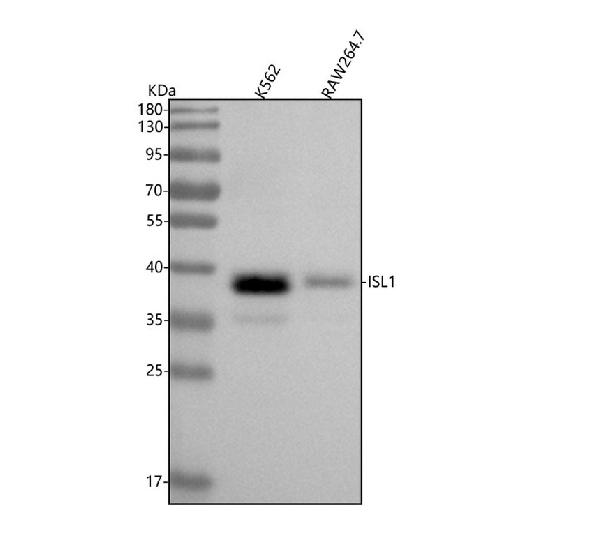 1 - Anti-Islet 1 Rabbit Monoclonal Antibody ABO13894