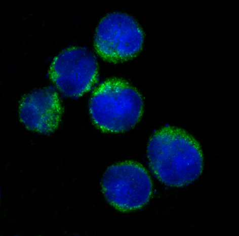 3 - Anti-HLA-DRA/Hla Dr Rabbit Monoclonal Antibody ABO13897