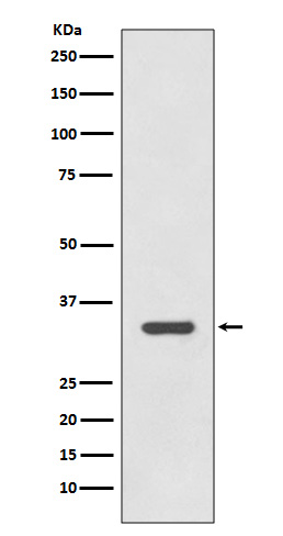 1 - Anti-HLA-DRA/Hla Dr Rabbit Monoclonal Antibody ABO13897