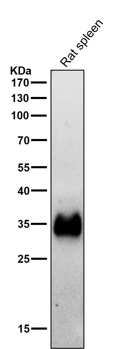 1 - Anti-HLA-DRA/Hla Dr Rabbit Monoclonal Antibody ABO13897