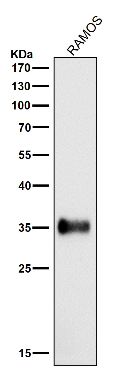 1 - Anti-HLA-DRA/Hla Dr Rabbit Monoclonal Antibody ABO13897