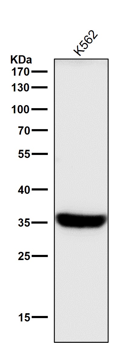 1 - Anti-HLA-DRA/Hla Dr Rabbit Monoclonal Antibody ABO13897