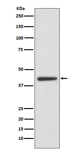 1 - Anti-ADIPOR1 Rabbit Monoclonal Antibody ABO13898