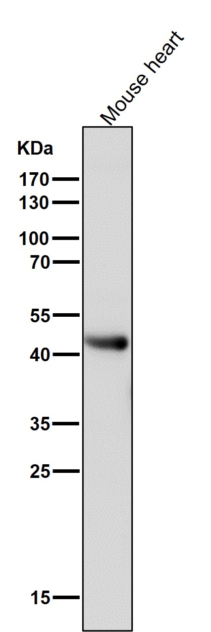 1 - Anti-ADIPOR1 Rabbit Monoclonal Antibody ABO13898