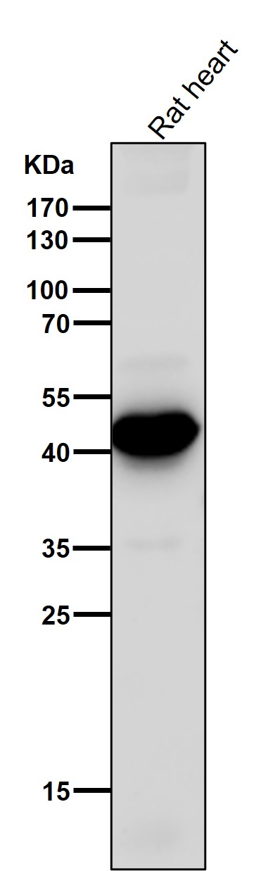 1 - Anti-ADIPOR1 Rabbit Monoclonal Antibody ABO13898