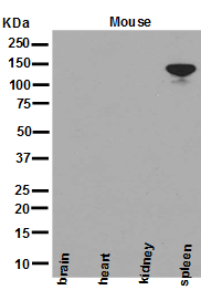 1 - Anti-NEDD4-2 NEDD4L Rabbit Monoclonal Antibody ABO13899