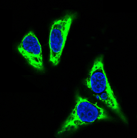 3 - Anti-TNFAIP3/A20 Rabbit Monoclonal Antibody ABO13900