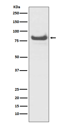 1 - Anti-TNFAIP3/A20 Rabbit Monoclonal Antibody ABO13900