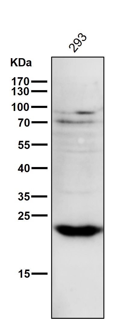 1 - Anti-PPP1R1A Rabbit Monoclonal Antibody ABO13901