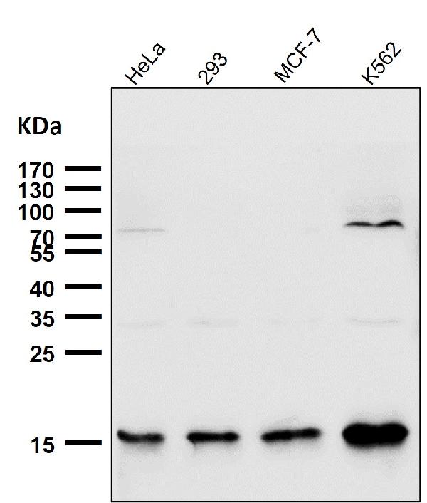1 - Anti-Sumo2/3 Rabbit Monoclonal Antibody ABO13902