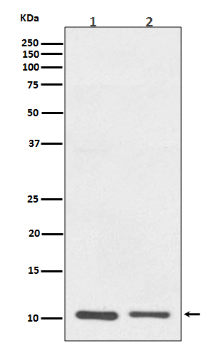 1 - Anti-S100A10 Rabbit Monoclonal Antibody ABO13903